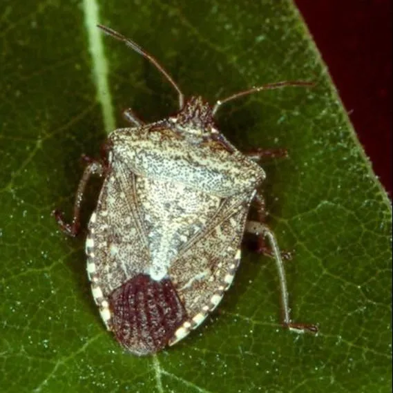 thumbnail for publication: Brown Stink Bug Euschistus servus (Say) (Insecta: Hemiptera: Pentatomidae)